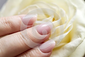 Female hand with manicure holding a delicate rose