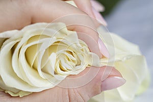 Female hand with manicure holding a delicate rose