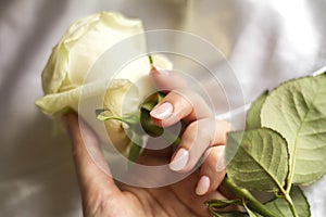 Female hand with manicure holding a delicate rose