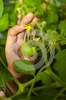 Female hand near green tomato with yellow flower