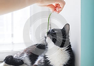 Female hand offering green grass blade to lying black and white cat.