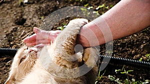 Female hand pacifies biting cat, beige fluffy cat wallows in mud and basks in the sun, slow motion