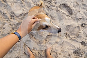 Female hand patting brown dog head at the beach.