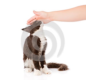 Female hand patting cat. isolated on white background