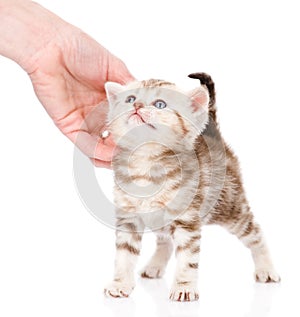 Female hand patting cute kitten. on white background