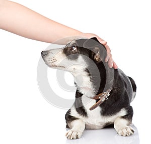 Female hand patting dog head. isolated on white ba