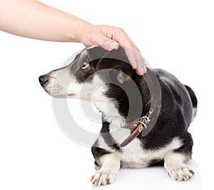 Female hand patting dog head. on white background