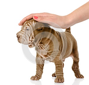 Female hand patting sharpei puppy dog.