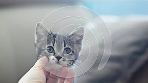 female hand petting playing pat treat grey striped kitten, kitty jumping hunting