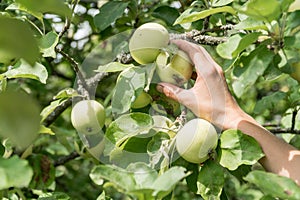 Female hand pickin up an early apple variety bilyi nalyv belyi naliv in Ukraine