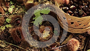 Female hand is picking brown chestnuts in wicker basket in the forest