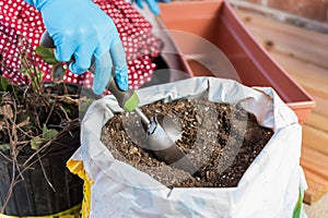 Female hand picking soil