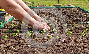 Female hand planting seedlings of Basil