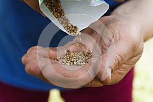 Female hand planting white bean seeds in soil, closeup