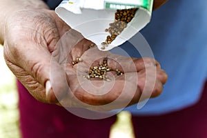 Female hand planting white bean seeds in soil, closeup