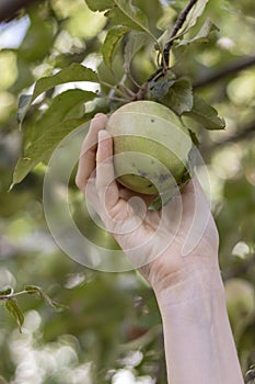 Female hand plucks an apple from a branch. Apples with damage. Natural organic fruits not treated with chemical additives