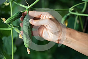 Female hand plucks a ripe cucumber