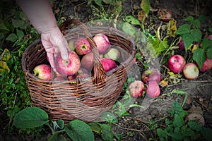 Female hand puts an apple under the apple tree in the basket, close-up, autumn