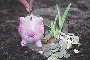 Female hand putting a coin into piggy bank , for invest money, Ideas for saving money for future use, Financial growth and