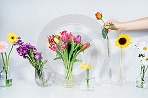 Female hand putting rose into vase in row with variation of different flowers in glass vases on white table. Colorful