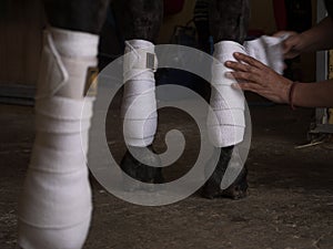 Female hand putting some polo leg wraps to a dark brown horse.