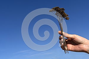 Female hand raises a dried branch to the blue sky