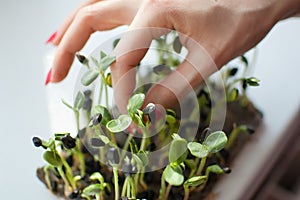 Female hand with red manicure is touching fresh and raw sprouts of sunflower. Healthy food, microgreens farming at home