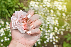 Female hand with red nail design holding rose flower