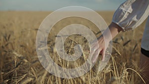 Female hand running over ripe spikes of wheat