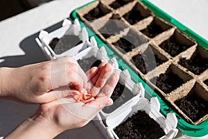 Female hand seeding for planting, Nursery Tray Vegetable Garden.gardening, planting at home. child sowing seeds in