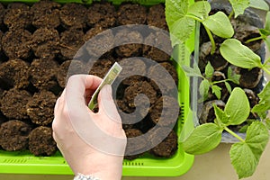 female hand with seeds on peat tablets background.Sowing seeds. Growing seedlings.View from above.