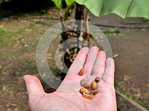 female hand holding parchment coffee beans and green coffee, taking away the outer layer of endocarp