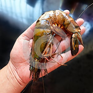 Female hand and shrimp. Size comparison.