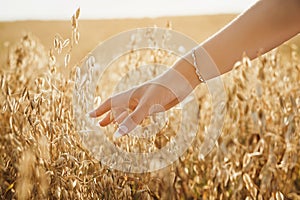 Female hand slide threw ears of oat