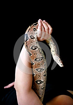 Female hand with snake, part woman body close up. Woman holds Boa constrictor snake in hand. Exotic tropical cold blooded reptile.