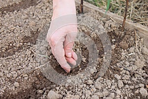 Female hand sowing the seeds in the ground, spring planting of vegetables in the garden