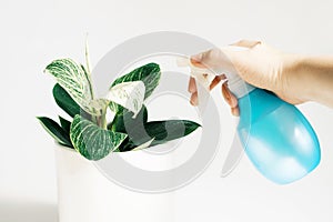 Female hand spraying green plants in a pot on white background.