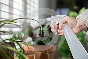 Female hand spraying water on indoor house plant on window sill with water spray bottle, take care of green house plants modern