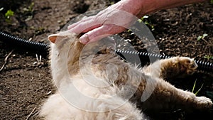 Female hand strokes a biting cat, beige fluffy cat wallows in mud and basks in the sun, slow motion