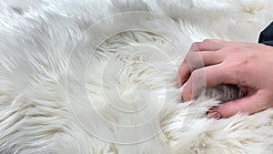 female hand strokes white fur. the concept of product selection or sample selection.