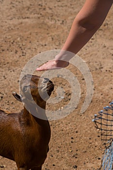 A female hand stroking a brown goat in a pen