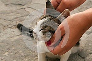 Female hand stroking a cat