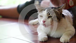 Female hand stroking a cat lying on the floor