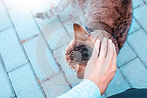 Female hand stroking cat's head on the pavement.