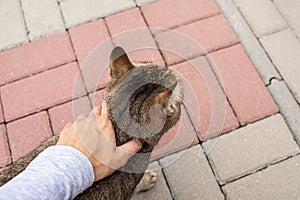 Female hand stroking cat& x27;s head on the pavement.