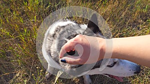 Female hand stroking her siberian husky at field on summer day. Close up of dog sitting on grass at meadow and enjoy