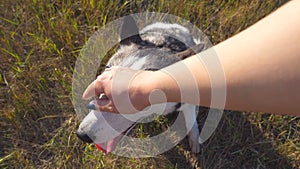 Female hand stroking her siberian husky at field on summer day. Close up of dog sitting on grass at meadow and enjoy