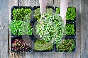 Female hand with sunflower microgreen photo