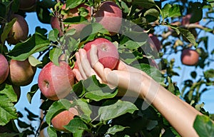 Female hand take fresh ripe Red Fuji apples from an apple tree