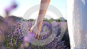 Female hand tenderly touching tops of purple flowers. Woman moving her arm above blooming lavender. Girl walking through